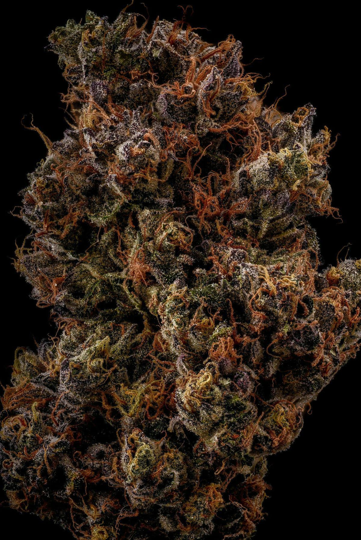 BoulderB | Jet Fuel Gelato x Triangle Kush | Premier